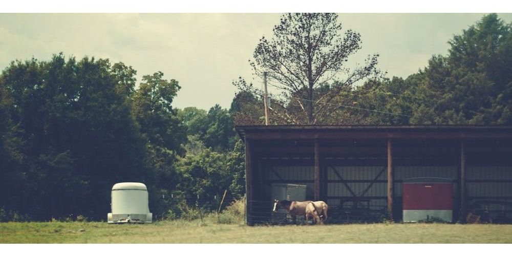 Pink Horse Funny Names