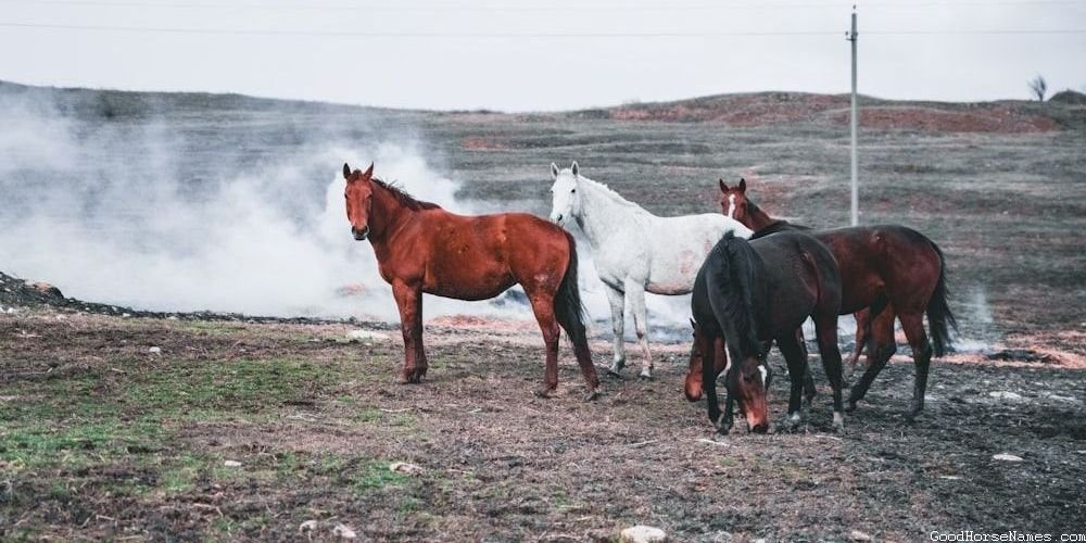 Pink Horse Names That Represent Their Curiosity