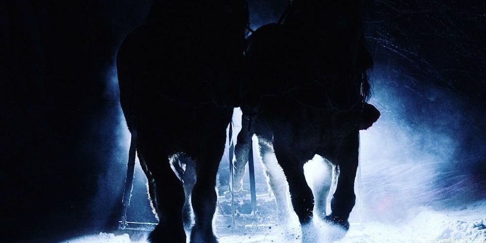 Pink Horse Names That Represent Their Shyness