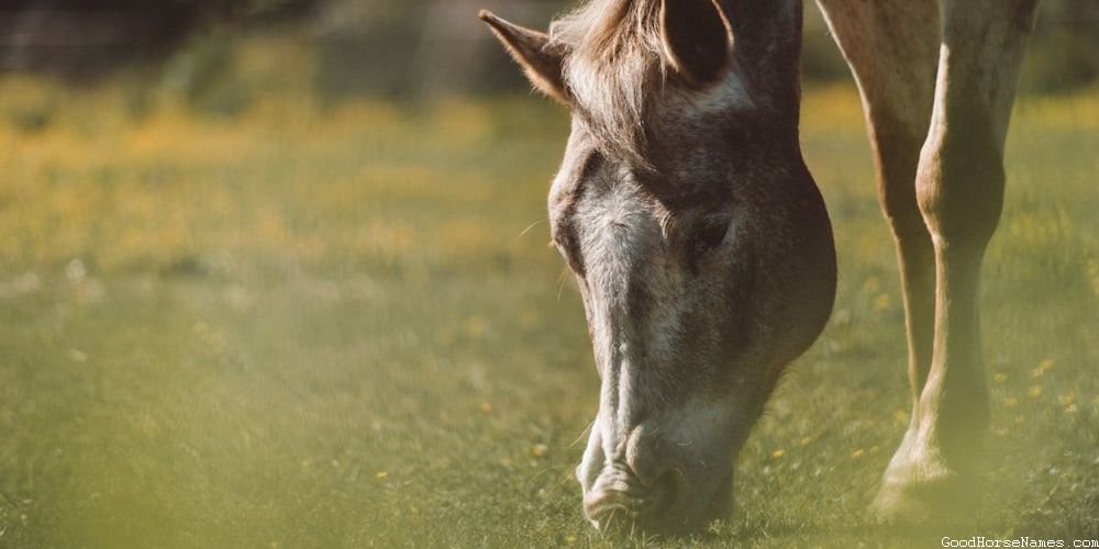 Pink Horse Powerful Names