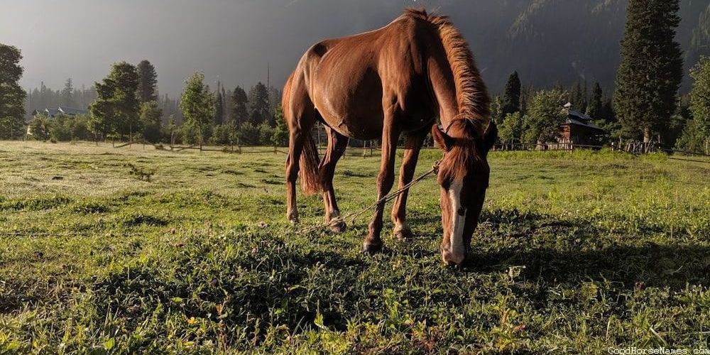 Poetic Horse Powerful Names