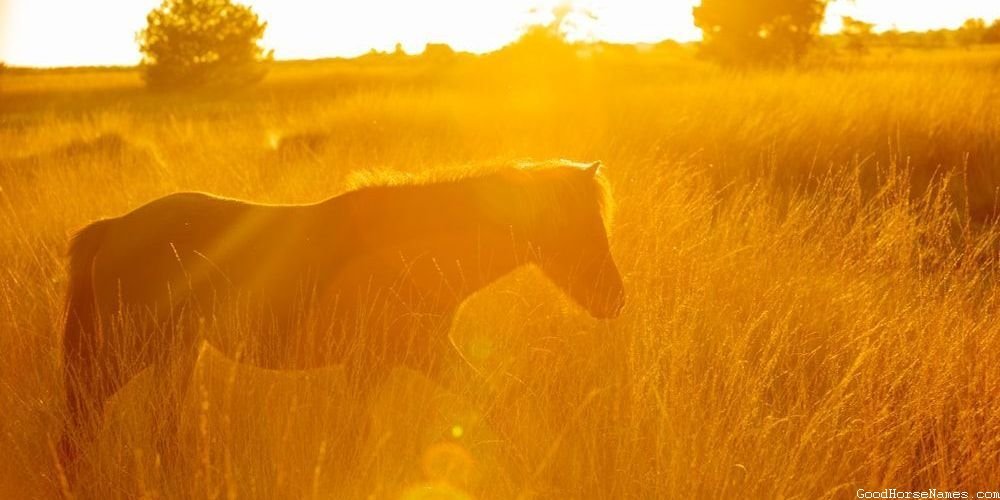 Pop Culture Inspired Common Horse Names