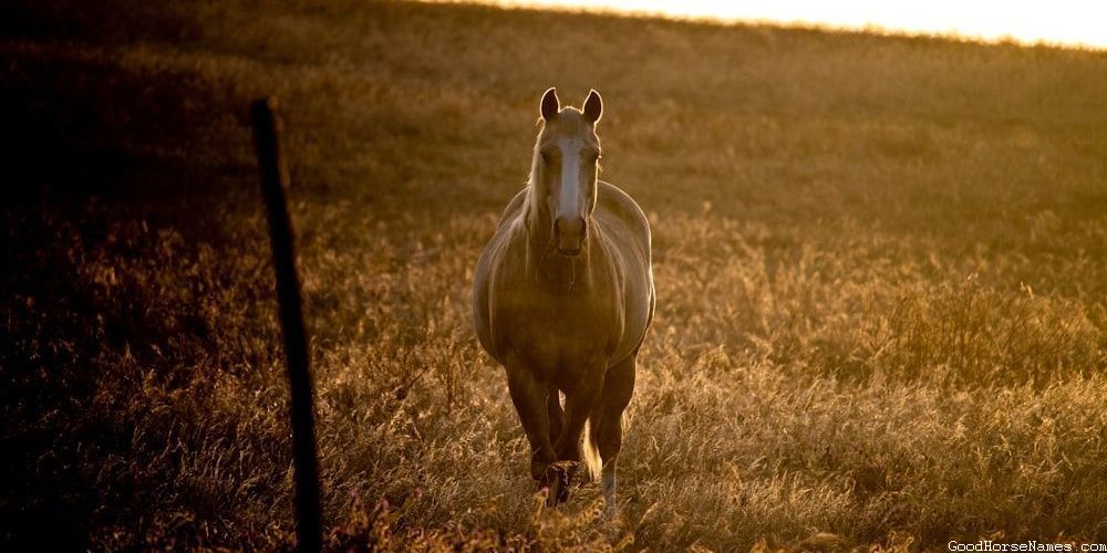 Pop Culture Inspired Cool Girl Horse Names