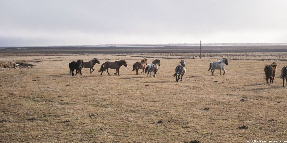 Pop Culture Inspired Curly Horse Names