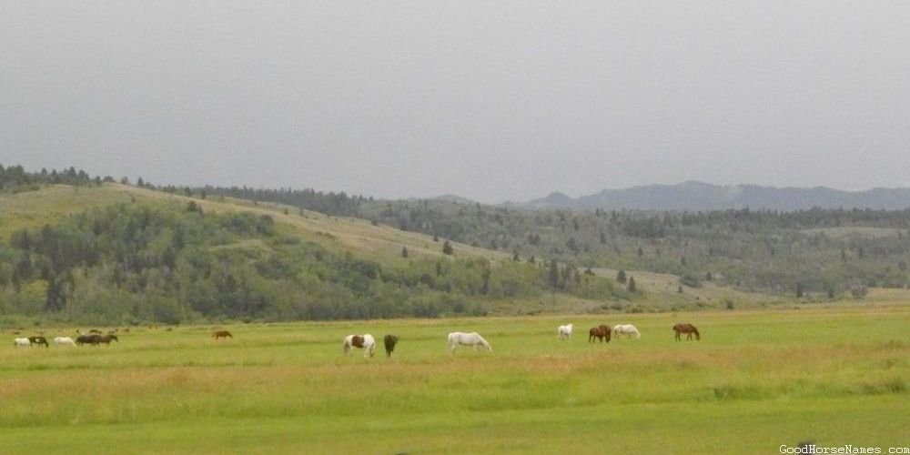 Pop Culture Inspired Cute Buckskin Horse Names