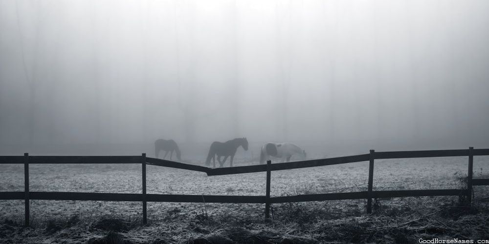 Pop Culture Inspired Dark Brown Horse Names