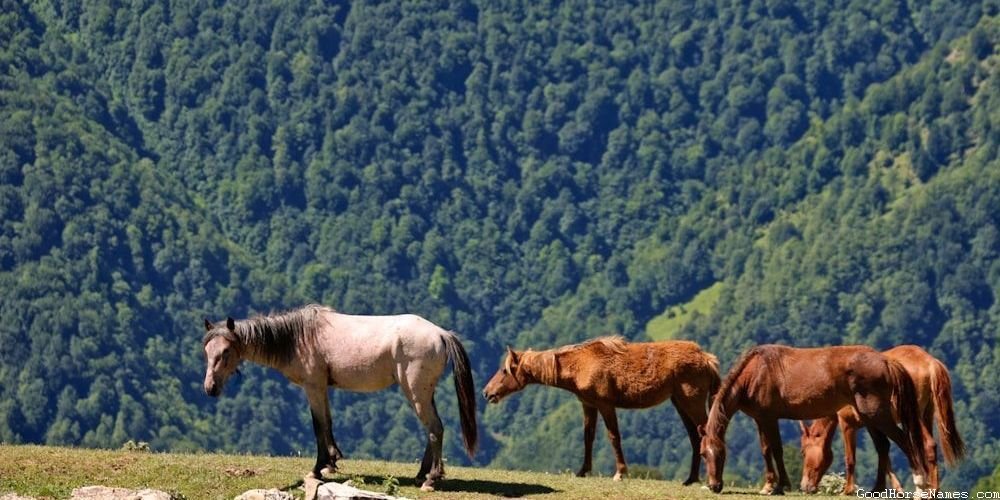 Popular African Horse Names