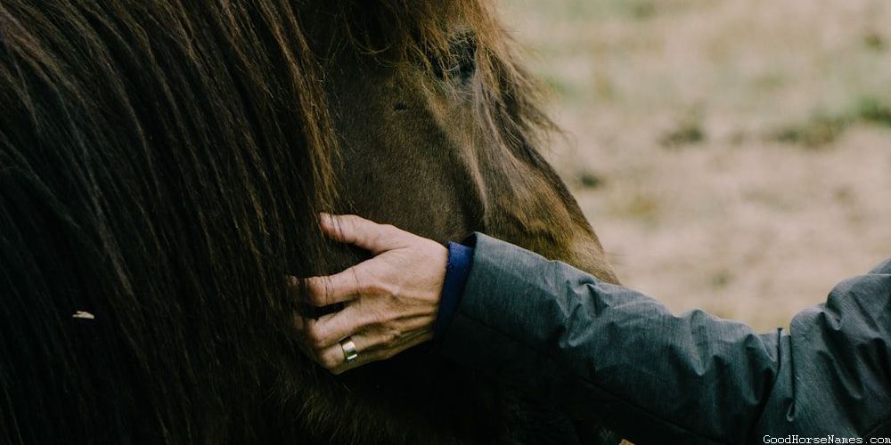 Popular Amish Horse Names