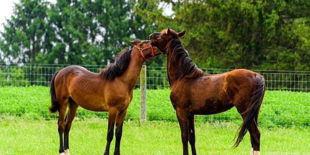 Popular Angelic Horse Names