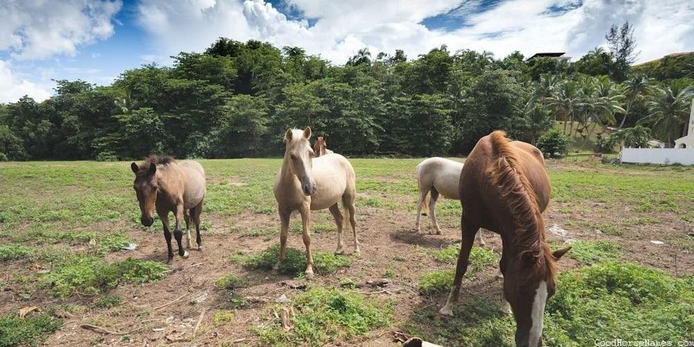 Popular Anime Horse Names