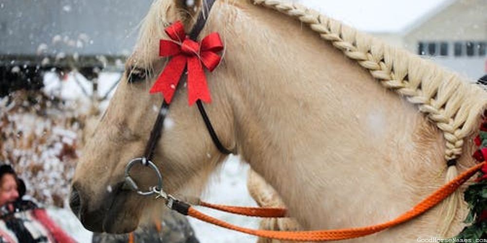 Popular Aqha Horse Names