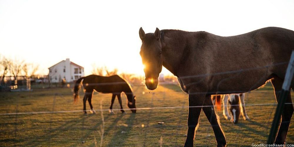Popular Ardennes Horse Names