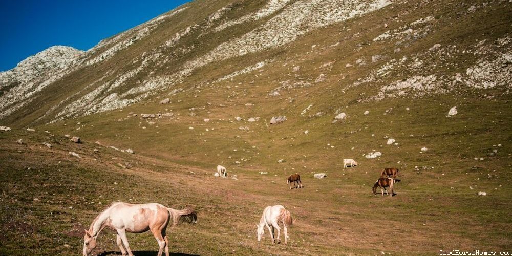 Popular Badass Boy Horse Names