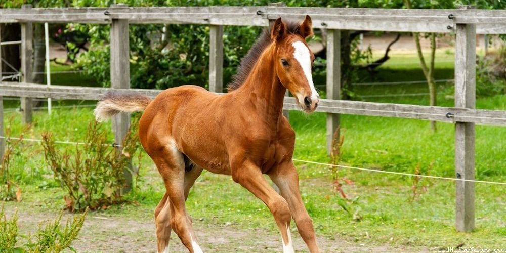 Popular Bay Gelding Horse Names