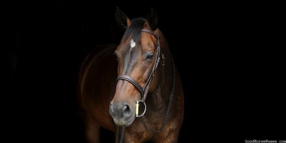 Popular Bay Horse Names