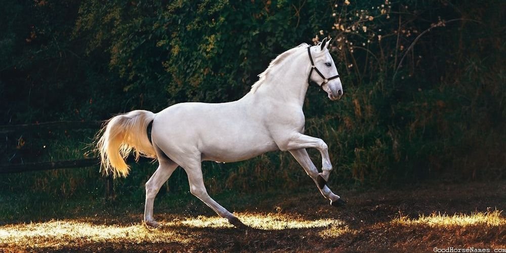 Popular Belgian Horse Names