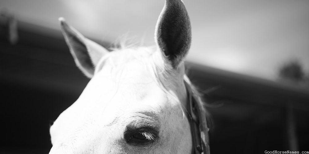 Popular Boho Horse Names