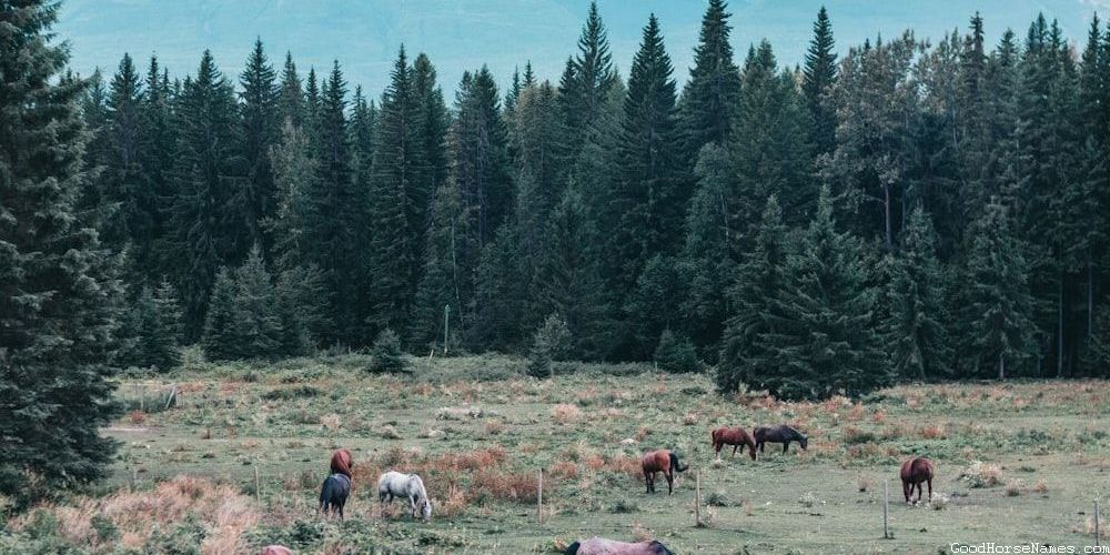 Popular Catchy Horse Names