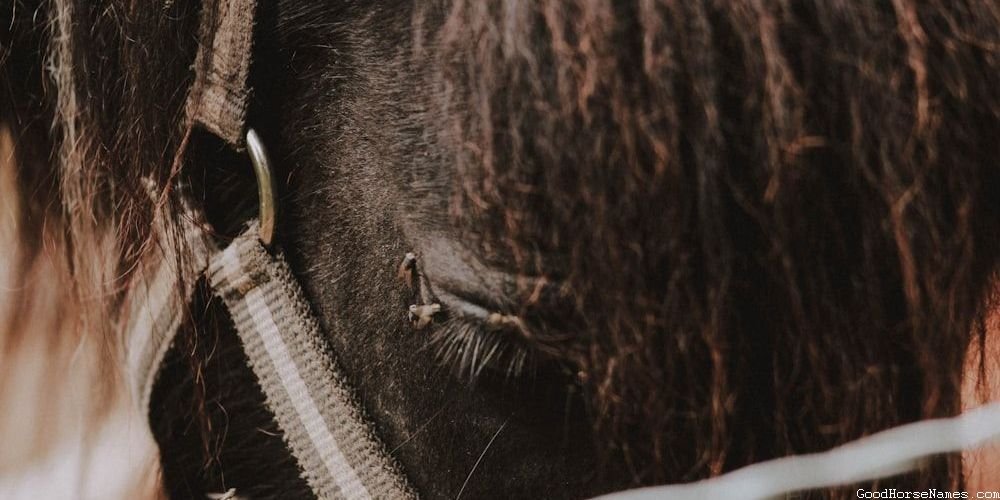 Popular Cavalry Horse Names