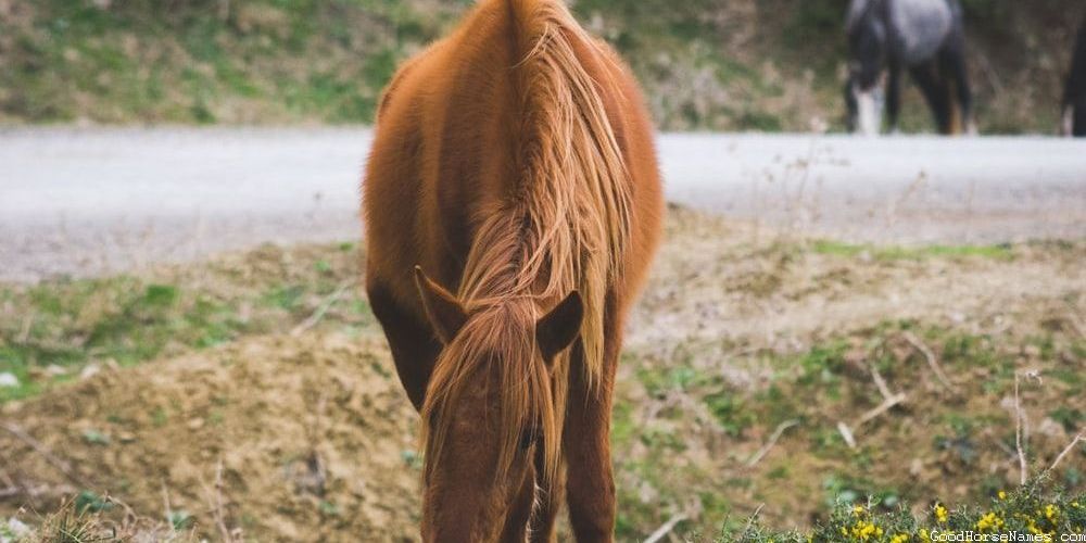 Popular Celestial Horse Names