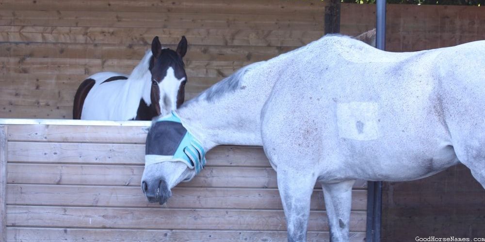 Popular Champagne Horse Names