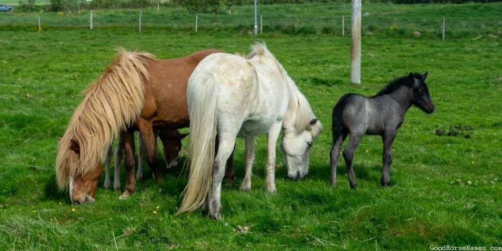 Popular Cheesy Horse Names