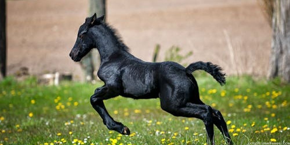 Popular Chinese Horse Names