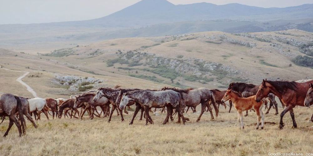 Popular Chocolate Horse Names