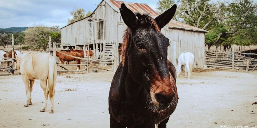 Popular Christian Horse Names