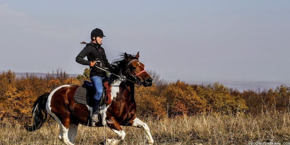 Popular Creative Horse Names