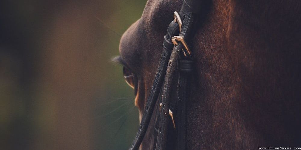 Popular Curly Horse Names
