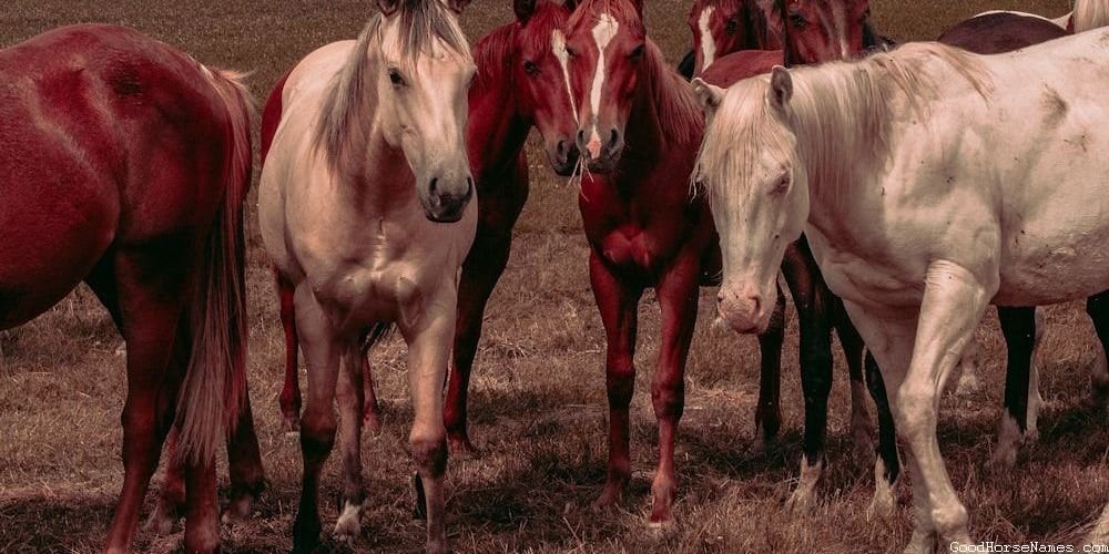 Popular Female Miniature Horse Names