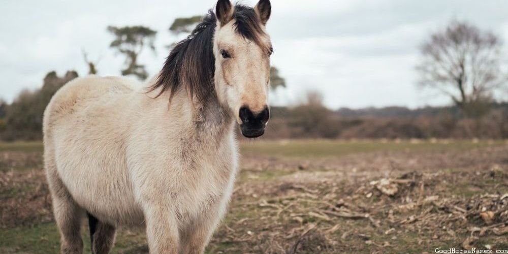 Popular Female Palomino Horse Names