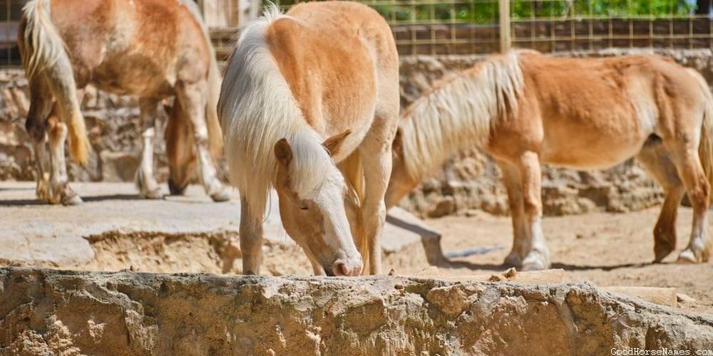 Popular Male Miniature Horse Names