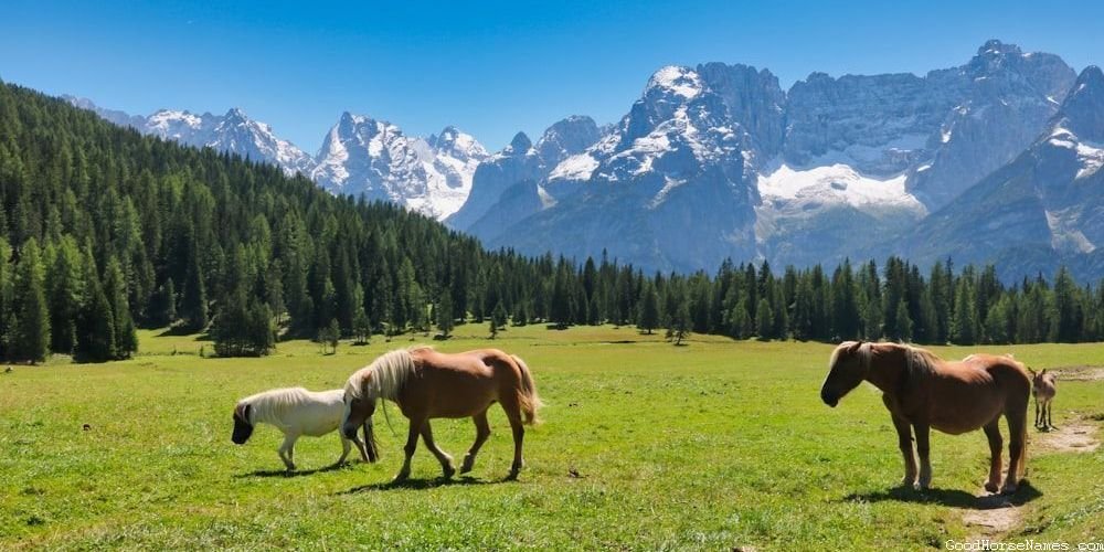 Popular Male Royal Horse Names