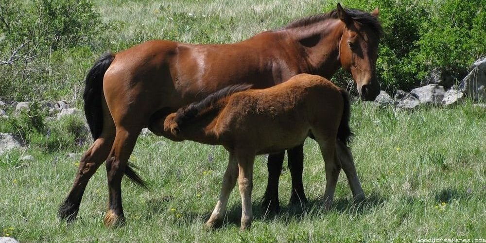 Popular Masculine And Manly Horse Names