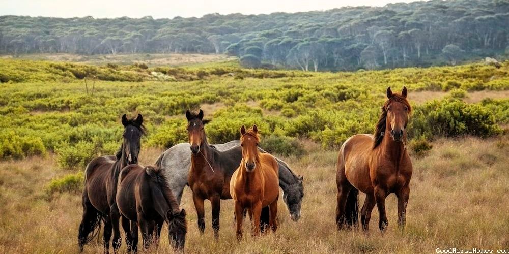 Popular Medicine Hat Horse Names