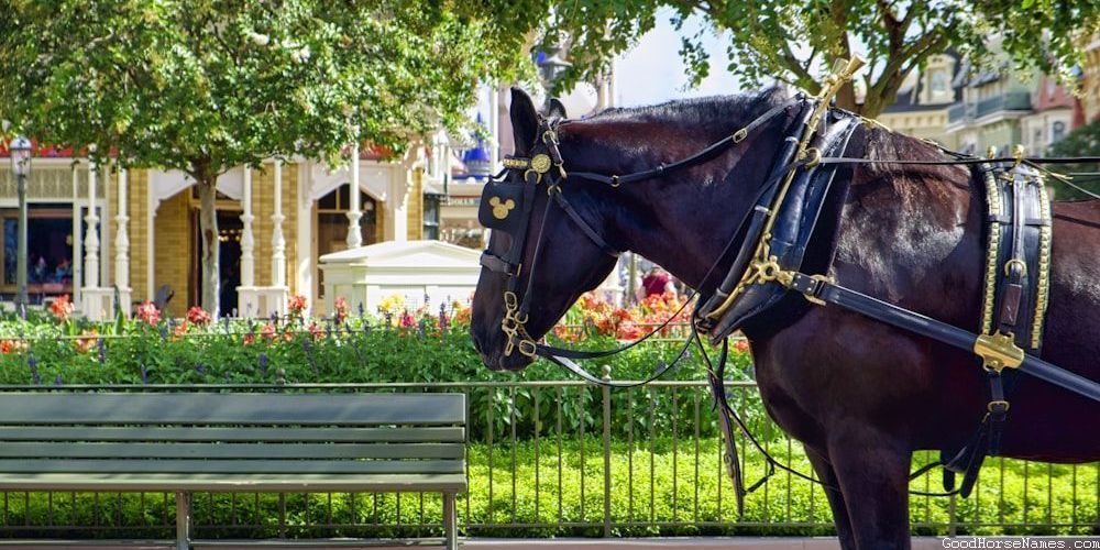 Popular Mysterious Horse Names