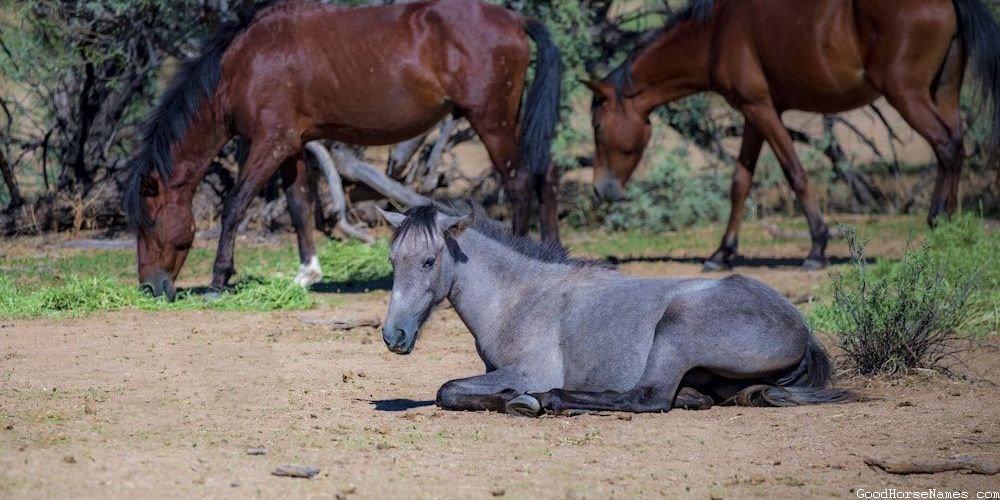 Popular Names for Barrel Racing Horses