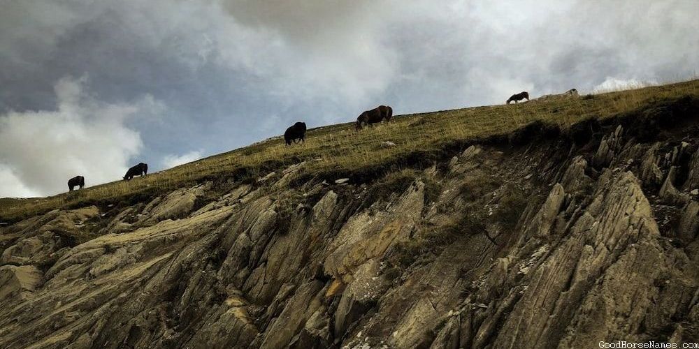 Popular Names For Fast Horse