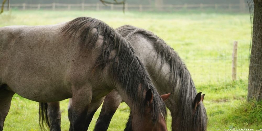 Popular Names for Female Andalusian Horses