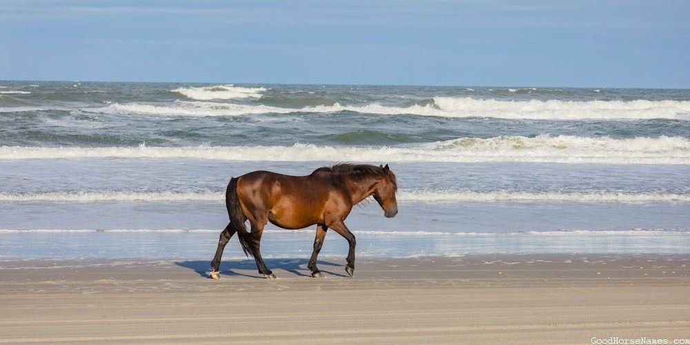Popular Names for Female Clydesdale Horses
