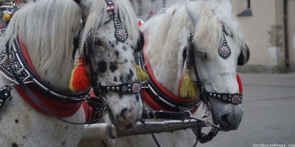 Popular Names for Male Andalusian Horses
