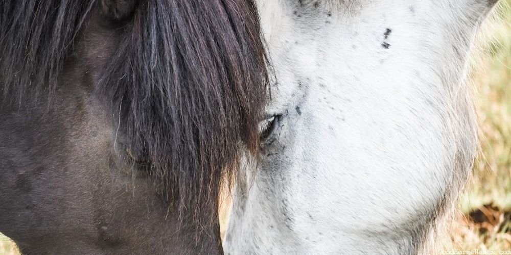 Popular Nature Horse Names