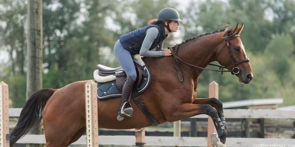 Popular Nokota Horse Names
