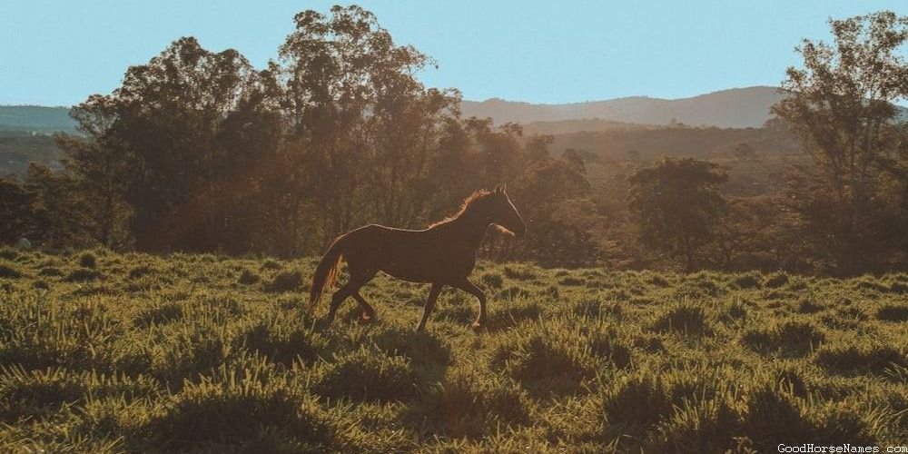 Popular Nordic Horse Names