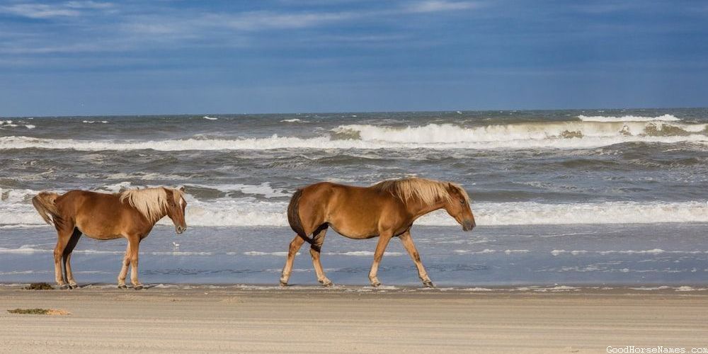 Popular Paladin Horse Names