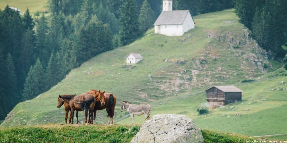 Popular Palomino Dapple Horse Names