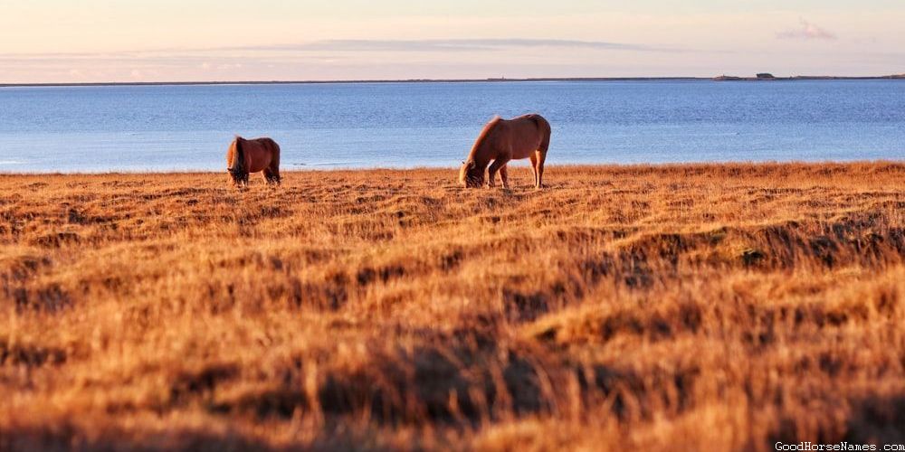 Popular Palomino Horse Names