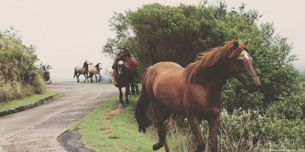 Popular Pas Fino Horse Names